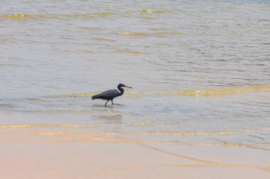 Egretta sacra ya da Doğu Resifi Heron Phuket adasındaki okyanus kıyısında