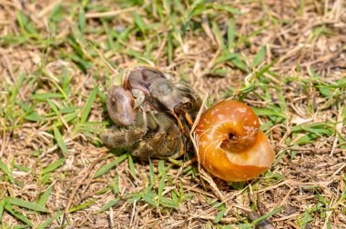 Keşiş yengeci kabuğundan çıktı.