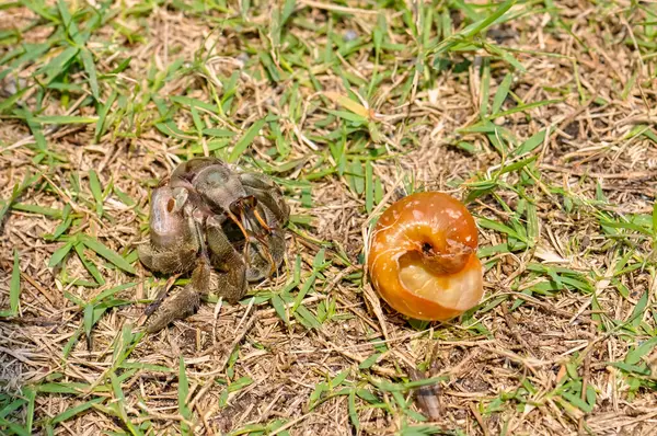 stock image The hermit crab has come out of its shell