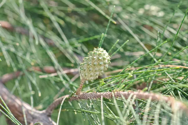 Stock image Green cone on a branch of a beautiful pine tree