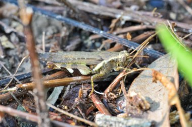 Melanoplus çimenlerde oturur. Bir çekirgenin makro fotoğrafı.