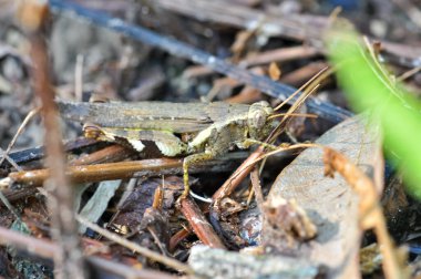 Melanoplus çimenlerde oturur. Bir çekirgenin makro fotoğrafı.