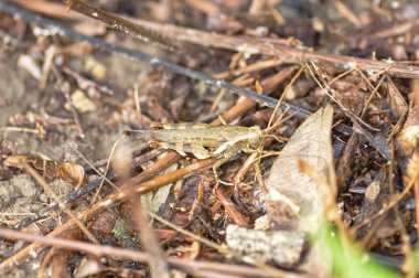 Melanoplus çimenlerde oturur. Bir çekirgenin makro fotoğrafı.