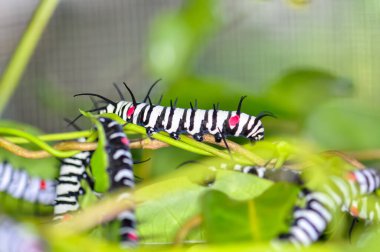 Büyük Ağaç Perisi larvası. Büyük, güzel bir tırtılın Macro fotoğrafı.