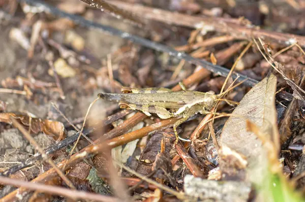 stock image Melanoplus sits in the grass. Macro photo of a grasshopper.