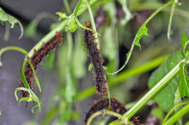 Büyük siyah bir tırtılın makro fotoğrafı.