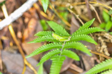 A small green grasshopper sits on a plant. Macro photo of a grasshopper clipart