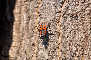 Ağaçtaki asker böceğinin makro fotoğrafı.