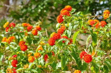 Hurghada 'daki Mısır Oteli' nin topraklarında güzel çiçekler.