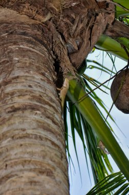 Kalotes Emma, Tayland 'da bir ağaçta oturuyor.