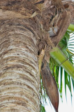 Kalotes Emma, Tayland 'da bir ağaçta oturuyor.