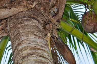 Kalotes Emma, Tayland 'da bir ağaçta oturuyor.