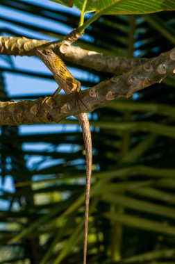 Kalotes Emma, Tayland 'da bir ağaçta oturuyor.