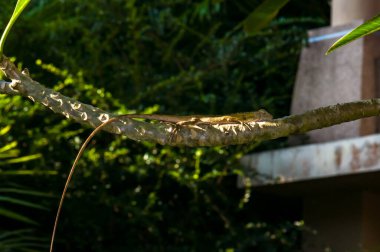 Kalotes Emma, Tayland 'da bir ağaçta oturuyor.