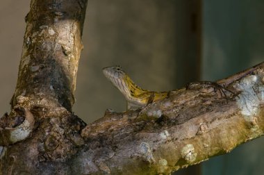 Kalotes Emma, Tayland 'da bir ağaçta oturuyor.