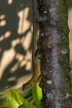 Kalotes Emma, Tayland 'da bir ağaçta oturuyor.