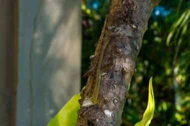 Kalotes Emma, Tayland 'da bir ağaçta oturuyor.