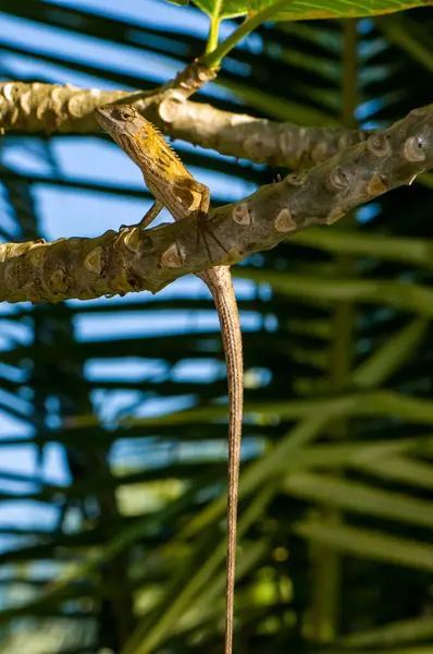 stock image Calotes emma sits on a tree Thailand