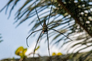 İnternette nefila pilipes. Bir örümceğin makro fotoğrafı