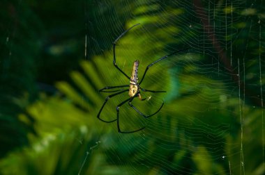 İnternette nefila pilipes. Bir örümceğin makro fotoğrafı