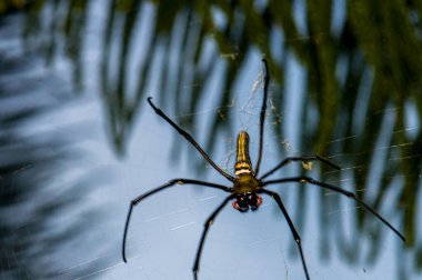 İnternette nefila pilipes. Bir örümceğin makro fotoğrafı
