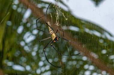 İnternette nefila pilipes. Bir örümceğin makro fotoğrafı