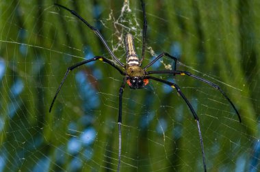İnternette nefila pilipes. Bir örümceğin makro fotoğrafı