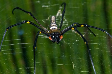 İnternette nefila pilipes. Bir örümceğin makro fotoğrafı