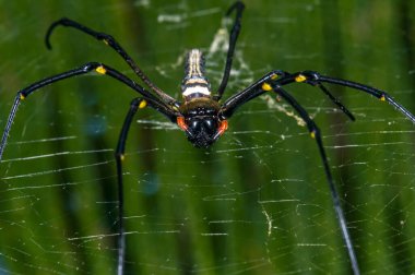 İnternette nefila pilipes. Bir örümceğin makro fotoğrafı