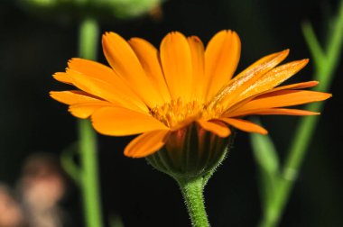 Calendula Officinalis makro fotoğraf. Turuncu çiçek