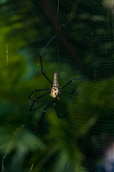 stock image Nephila pilipes on a web. Macro photo of a spider