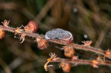 Küçük gri kuş tüyü bir bitkinin dalında yatar.