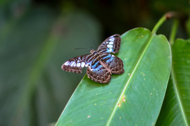 Parthenos Sylvia yeşil bir yaprağın üzerinde oturuyor. Bir kelebeğin makro fotoğrafı