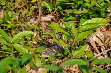 Fikir luconoe makro fotoğrafı. Doğada güzel bir kelebek