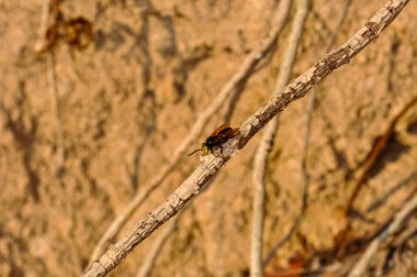 Asian hornet sits on a dry branch. Macro photo of a hornet clipart