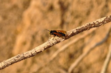 Asya eşekarısı kuru bir dala oturur. Bir eşekarısının makro fotoğrafı