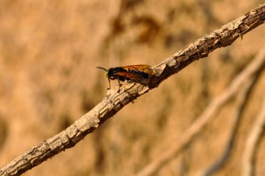 Asya eşekarısı kuru bir dala oturur. Bir eşekarısının makro fotoğrafı