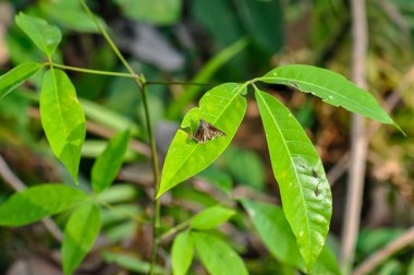 Yeşil bir yaprağın üzerinde oturan bir kelebeğin makro fotoğrafı..