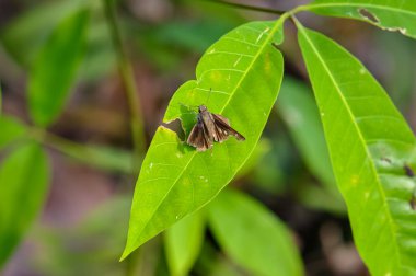 Yeşil bir yaprağın üzerinde oturan bir kelebeğin makro fotoğrafı..