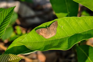 Macro photo of a butterfly sitting on a green leaf. clipart