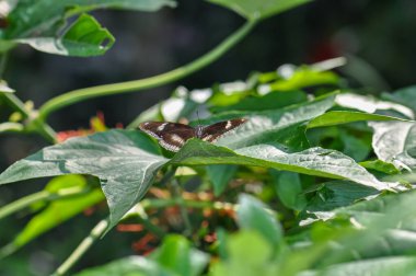 Yeşil bir yaprağın üzerinde oturan bir kelebeğin makro fotoğrafı..