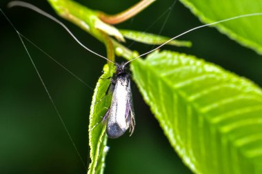 Yeşil bir yaprağın üzerinde oturan bir kelebeğin makro fotoğrafı..