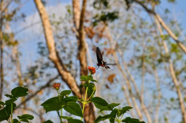 Papilio Helenus bir çiçeğin üzerinde oturuyor. Bir kelebeğin makro fotoğrafı