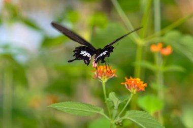 Papilio Helenus bir çiçeğin üzerinde oturuyor. Bir kelebeğin makro fotoğrafı