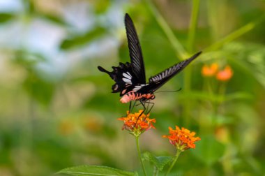 Papilio Helenus bir çiçeğin üzerinde oturuyor. Bir kelebeğin makro fotoğrafı