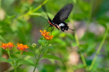 Papilio helenus sits on a flower. Macro photo of a butterfly clipart