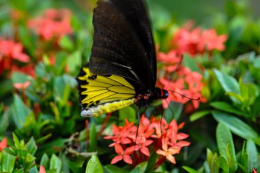 Troides helena sits on a flower. Macro photo of a butterfly clipart