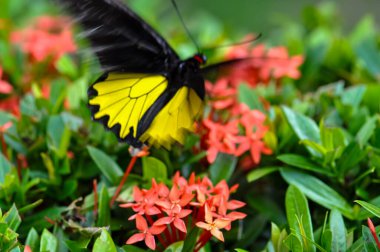 Troides Helena bir çiçeğin üzerinde oturuyor. Bir kelebeğin makro fotoğrafı