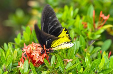 Troides Helena bir çiçeğin üzerinde oturuyor. Bir kelebeğin makro fotoğrafı