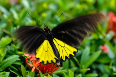 Troides Helena bir çiçeğin üzerinde oturuyor. Bir kelebeğin makro fotoğrafı